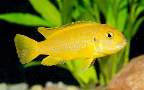 5 Best Plants for African Cichlids Tank - VIVO Pets