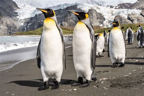 Feathers Or Fur: Do Penguins Have Feathers? - MarinePatch