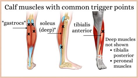 Anterior Calf Muscles