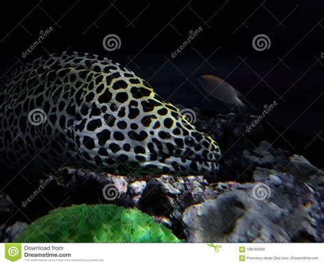 Electric Eel in Saltwater Aquarium Stock Image - Image of animals ...