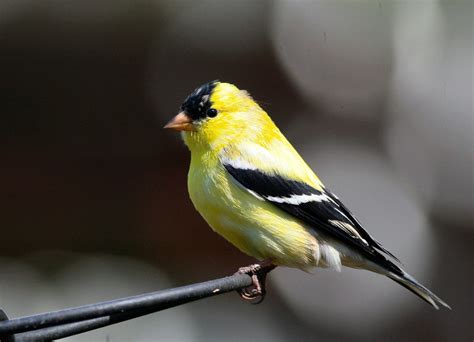 Free American Goldfinch Stock Photo - FreeImages.com