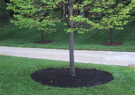 Mulching Techniques - On Earth Plant Care