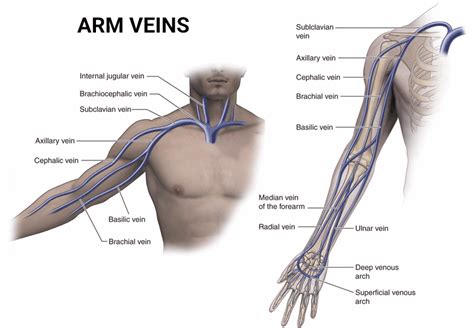 Arm Veins Treatment in NYC & NJ | Vein Care Center