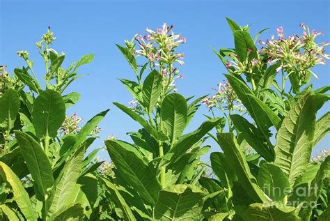 Tobacco plant with flower field Photograph by Goce Risteski - Pixels