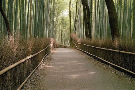 Hidden Unseen: Sagano Bamboo Forest