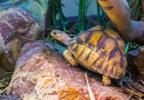 Tortoise Lifespan: Shortest To Longest – Cool Pets Advice