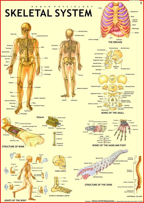 Printable Human Anatomy Charts - Free Printable Worksheet