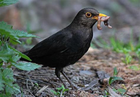 Blackbird | Bird Identification Guide | Bird Spot