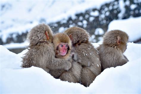 Snow Monkey Park in Nagano | Discover places only the locals know about ...