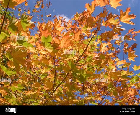 Maple Leaf Colors in the Fall Stock Photo - Alamy