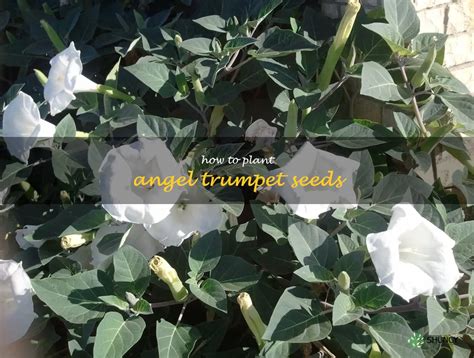 Growing Angel Trumpet Blooms: A Step-By-Step Guide To Planting Seeds ...