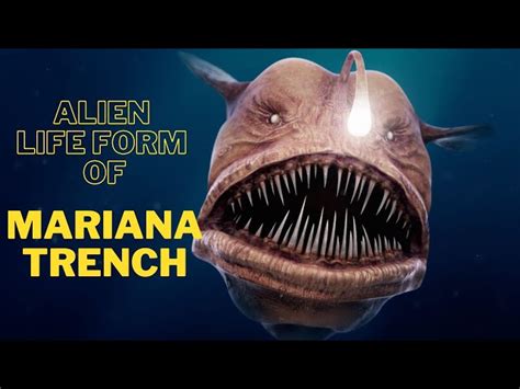 Mariana Trench Anglerfish