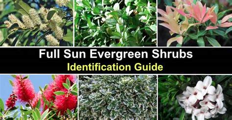 18 Full Sun Evergreen Shrubs - Identification Guide