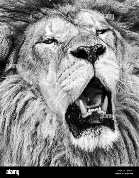 Angry lion Black and White Stock Photos & Images - Alamy