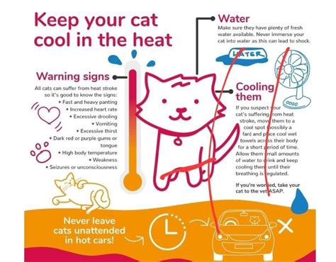 Signs Of Heat Stroke In A Cat - Gegu Pet