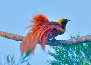 National Bird of Papua New Guinea | Raggiana Bird Of Paradise