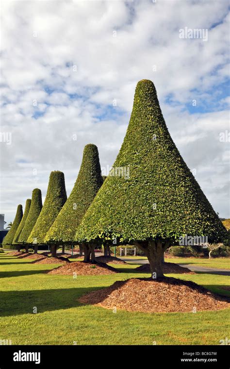 Cone Shaped Trees High Resolution Stock Photography and Images - Alamy