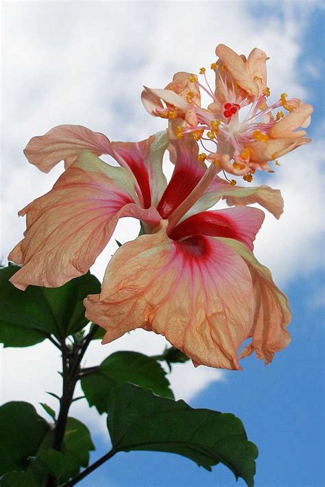 37 of the Best Hibiscus Varieties | Gardener's Path