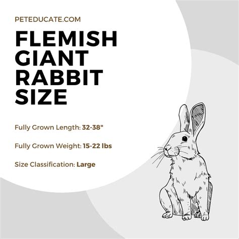 How Big Do Flemish Giant Rabbits Get? [Size Guide For Owners]