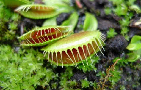 Top 10 Most Endangered Plants on Earth | TopTeny.com