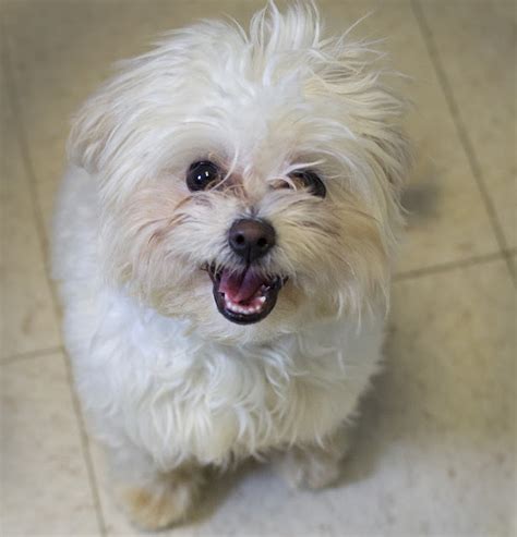 Shelter Dogs of Portland: "SNOWFLAKE" teenage Maltese/poodle mix