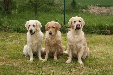 Golden Retriever Training Tips