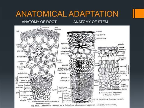 Adaptations of epiphytes and halophytes