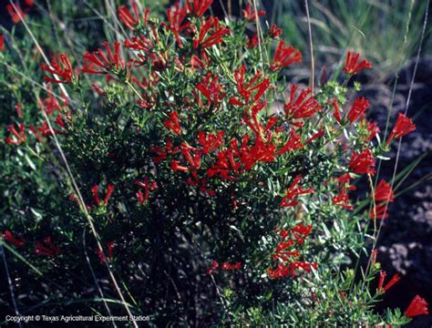 Texas Native Plants Database