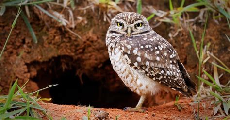 5 Extinct Owls - A-Z Animals