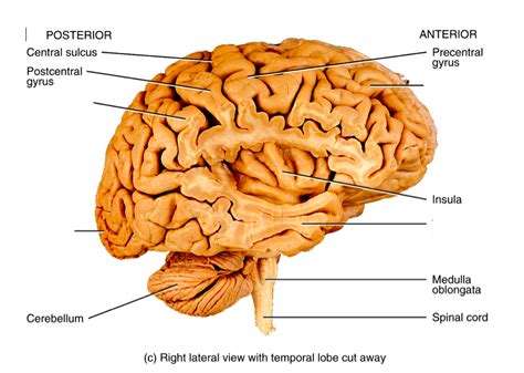 lobes of the brain Diagram | Quizlet