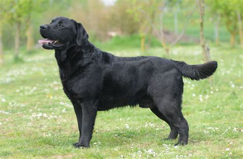 Labrador Retriever | Characteristics, History, & Facts | Britannica