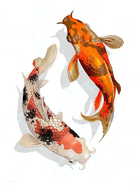 koi japanese fish 17 best images about koi fish on pinterest - koifishs