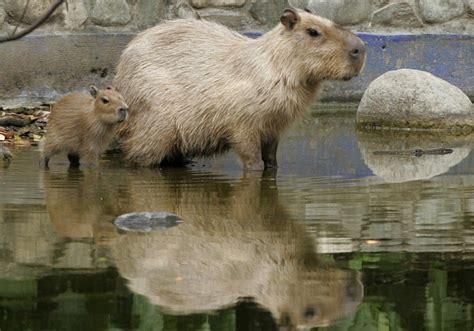 Giant South American Rodent Spotted in California