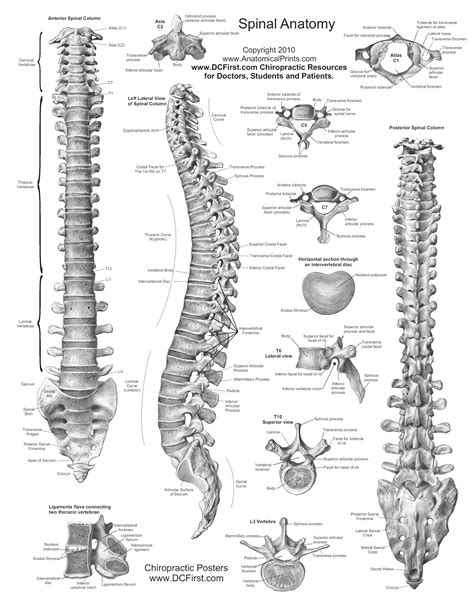 Anatomy And Physiology I Study Guide