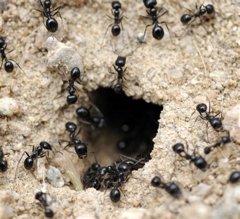 Ant Colony Structure and Organization | Moyer