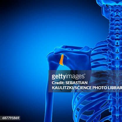 Shoulder Ligament Illustration High-Res Vector Graphic - Getty Images