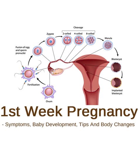 2 week pregnancy symptoms - prenatal vitamins