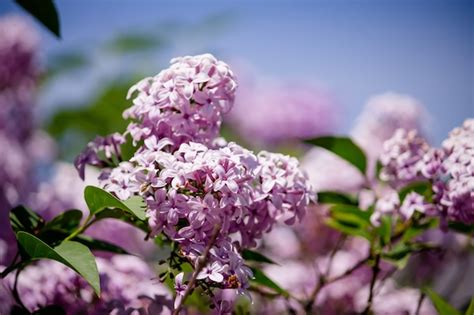 5,000+ Summer Lilac Pictures