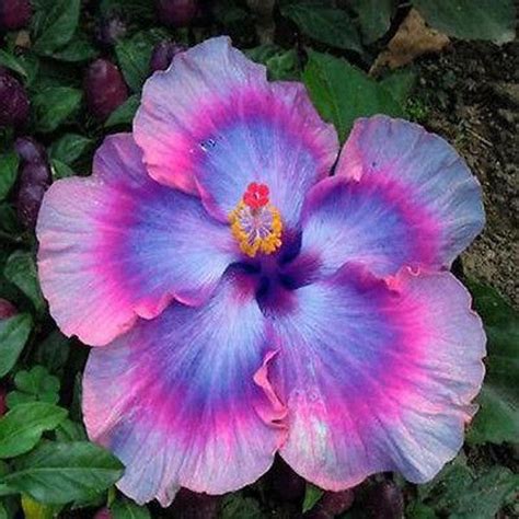 Giant Ombre Hibiscus Exotic Coral Flowers Seeds — Jack Seeds