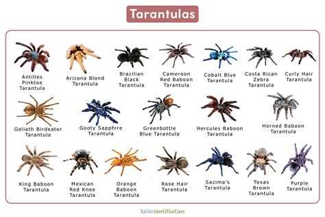 Tarantula Spider Bite