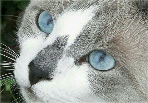 White And Grey Cat Breeds With Blue Eyes - Dogs And Cats Wallpaper