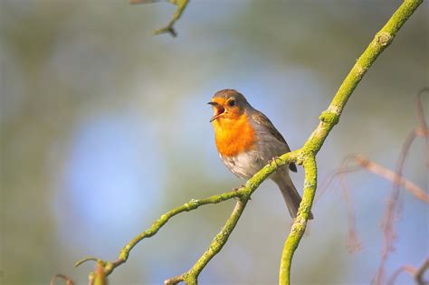 Why birds sing in the morning - Birding World