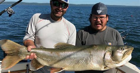 Possible New State Record Lake Trout Released in | Grand View Outdoors