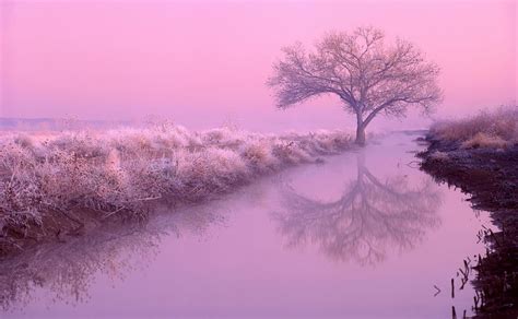 Pink Nature photography pink nature tree river hdr effect surreal ...