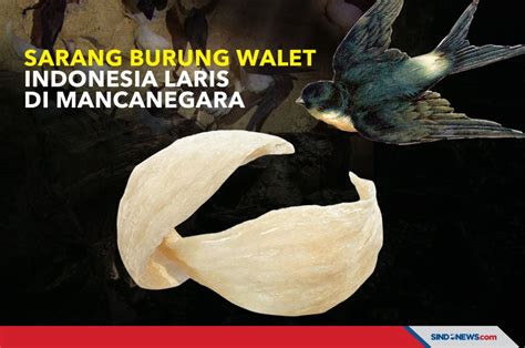 SINDOgrafis: Sarang Burung Walet Indonesia Laris di Mancanegara