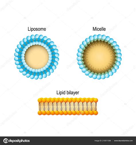 Cell Membrane Lipid Bilayer Micelle Liposome Phospholipids Aqueous ...