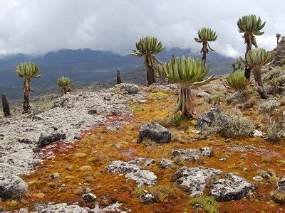 Mount Elgon Tourist Information