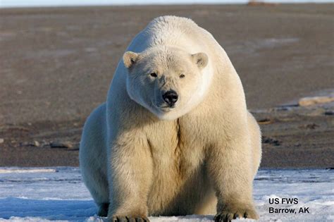 A ‘mass exodus’ of polar bears from Alaska to Russia has taken place ...