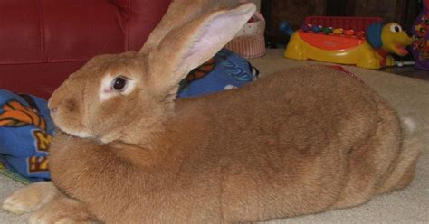 Comprehensive Guide To Flemish Giant Rabbit Care - The Garden Magazine