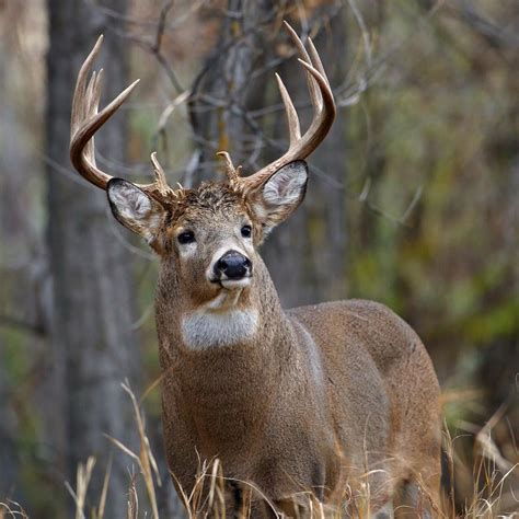 Deer Rut Season During North Bay Wildfires- Drivers Beware!